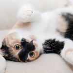 Shining a Spotlight on Feline Arthritis for February’s National Cat Health Month