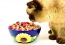 Are Cats Omnivores?