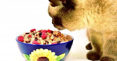 are cats omnivores cat eats granola