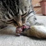 Is Raw Food Better for Cats? Healthy Raw Feeding for Cats.