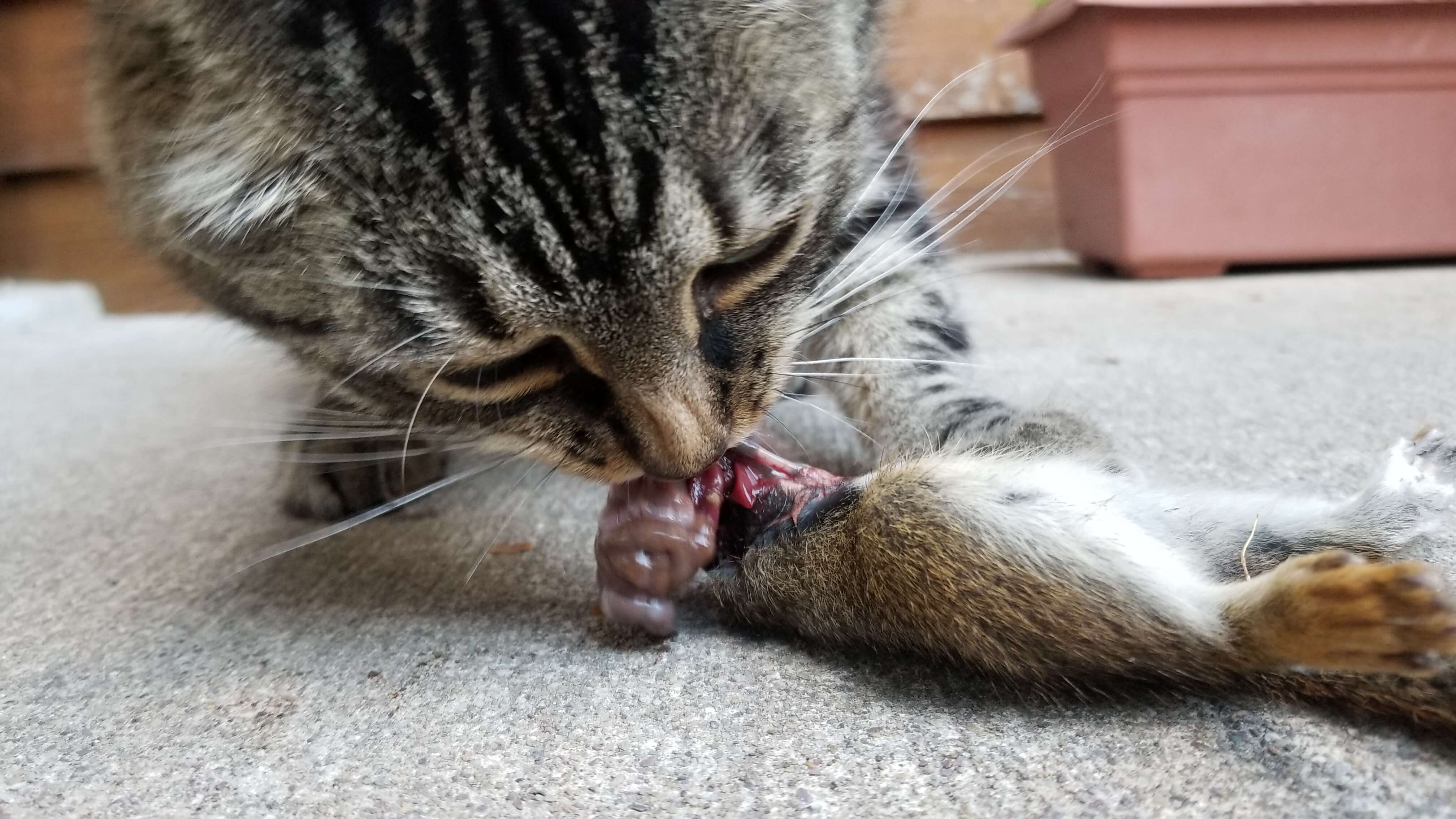 Forest eating squirrel guts are cats omnivores