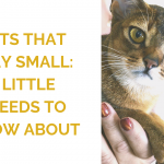 Small Cat Breeds: 6 Breeds That Stay Small