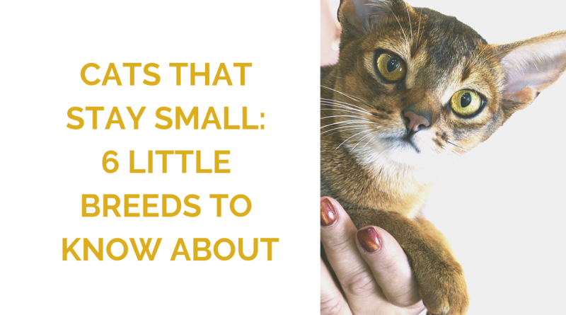 Small Cat Breeds: 6 Little Breeds to Know About
