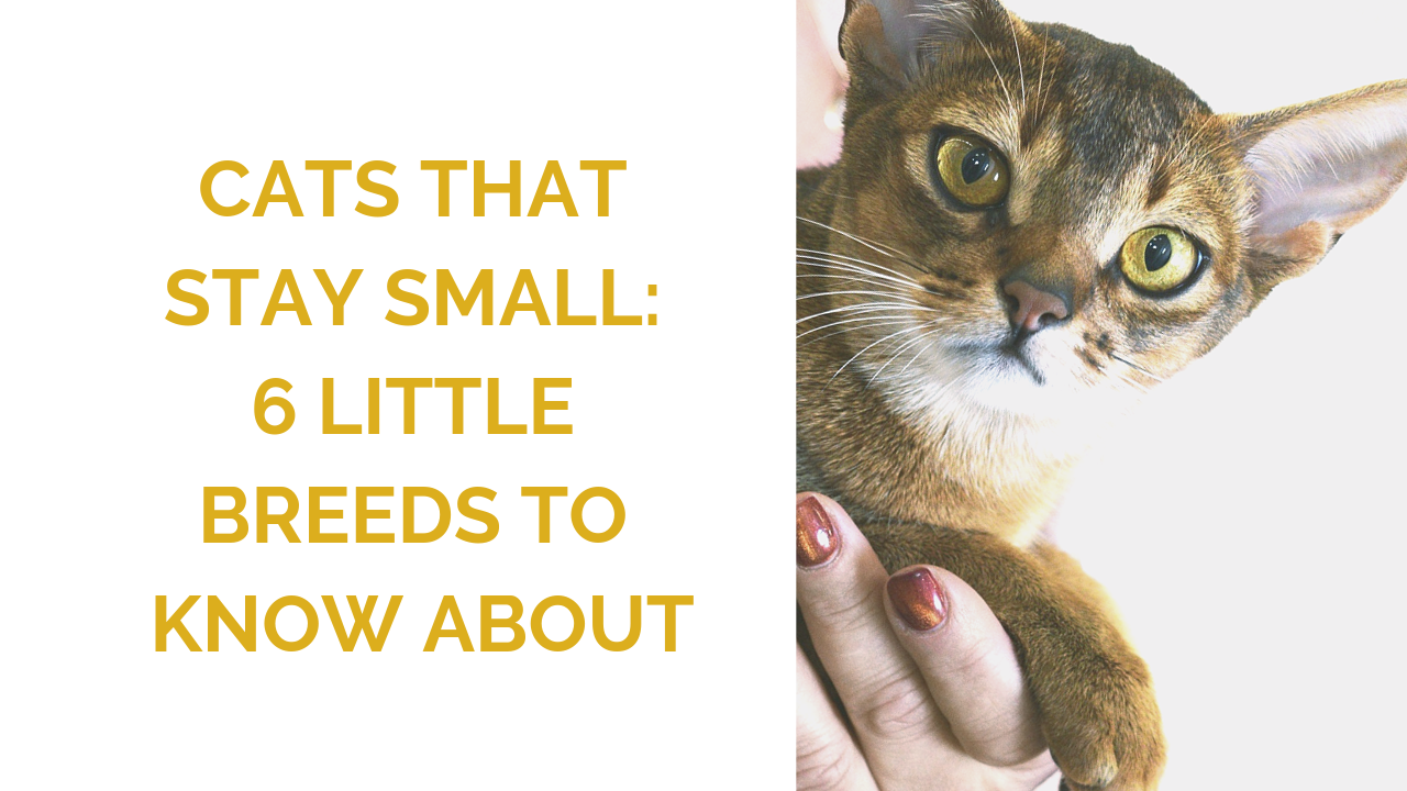 Small Cat Breeds 6 Breeds That Stay Small Wildernesscat,Toasted White Sesame Seeds