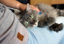 Boarding a Diabetic Cat: What to do With Your Diabetic Cat When You’re Away