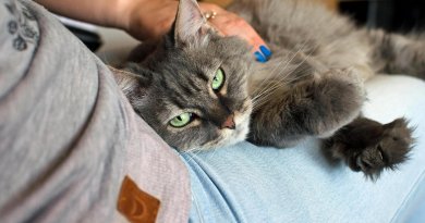 Cat sitters for diabetic cats