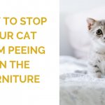 How to Stop Your Cat From Peeing on the Furniture