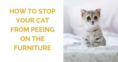 how to stop your cat from peeing on the furniture