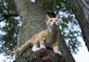 How to Keep Your Outdoor Cats Safe and Healthy