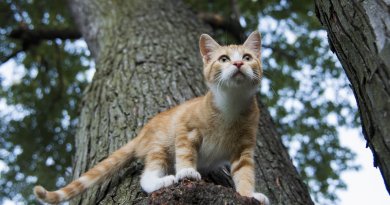 how to keep your outdoor cats safe and healthy