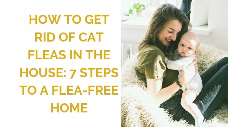 how to get rid of fleas in the house