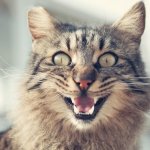 Best Cat Toothpaste of 2019: Top 5 Products That Actually Work