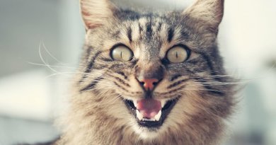 best cat tooth brush grinning cat