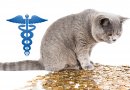 What to Do if You Can’t Afford a Vet