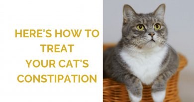 Cat Constipation Treatment Feature