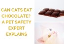 Can Cats Eat Chocolate? A Pet Safety Expert Explains