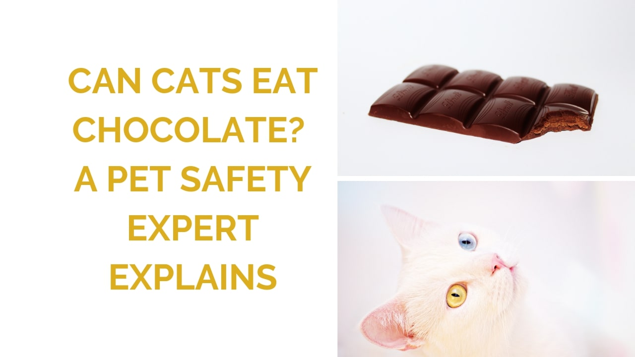 Can Cats Eat Chocolate? A Pet Safety Expert Explains ...