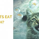 Can Cats Eat Fish? Reasons Why Cats Shouldn’t Eat Fish