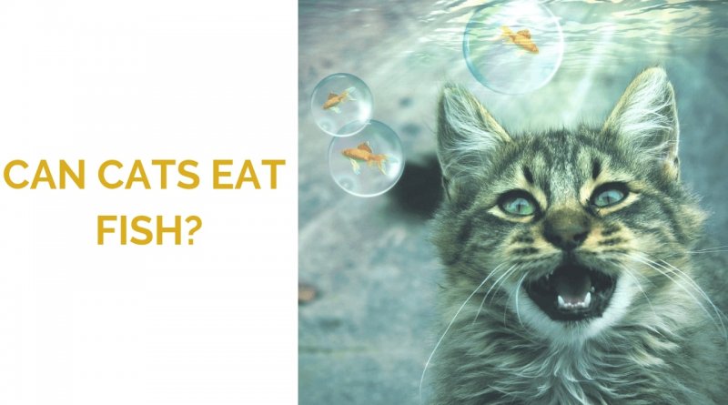 Can Cats Eat Fish?