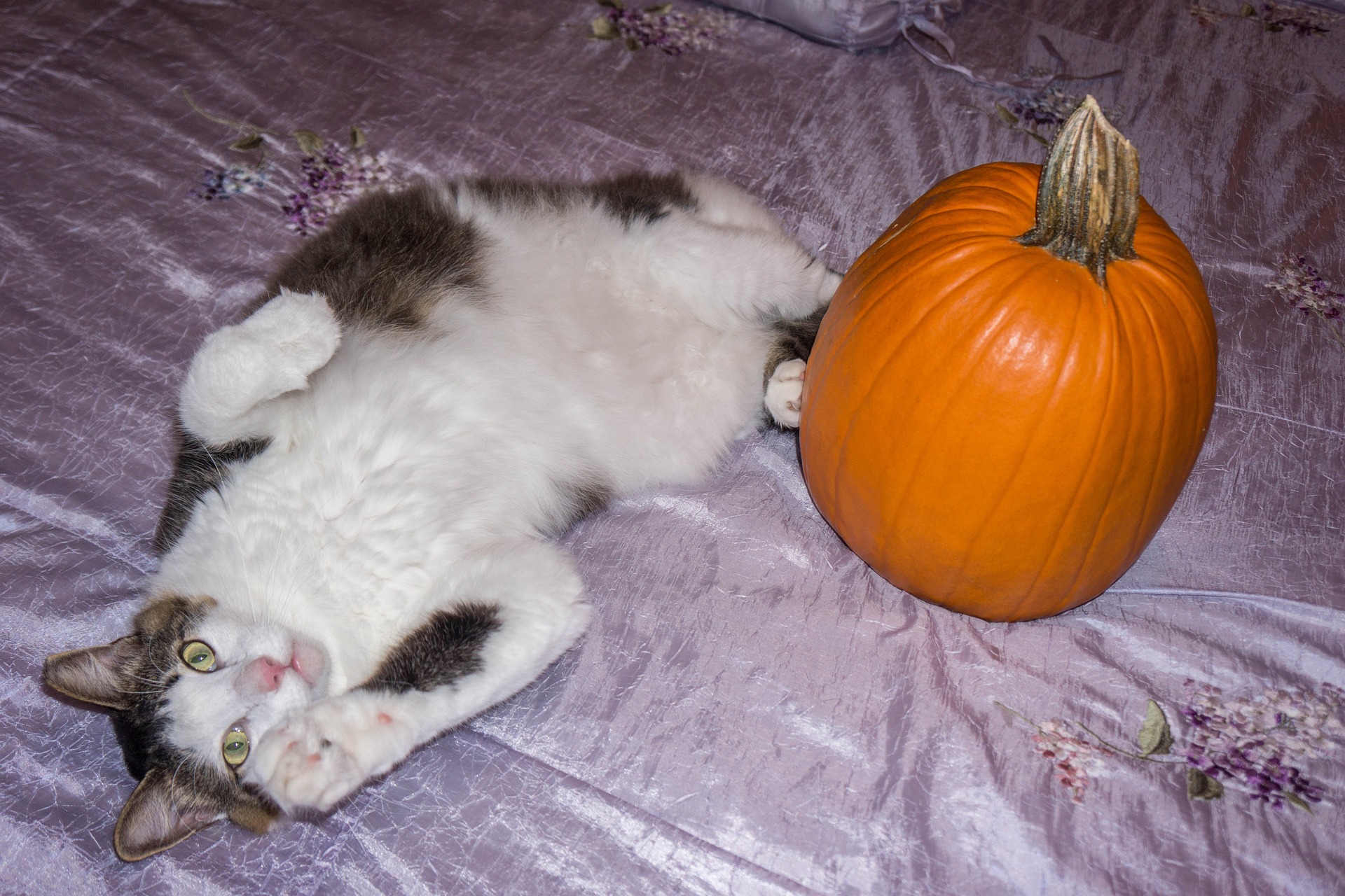 Cat Constipation Treatment: Pumpkin for Cat Constipation