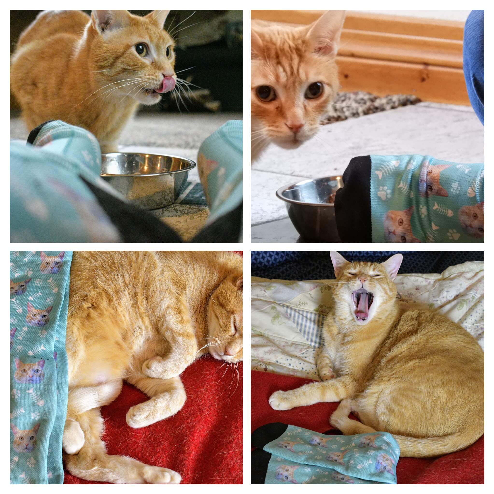 Best Custom Cat Socks - Collage of Wessie and the Socks