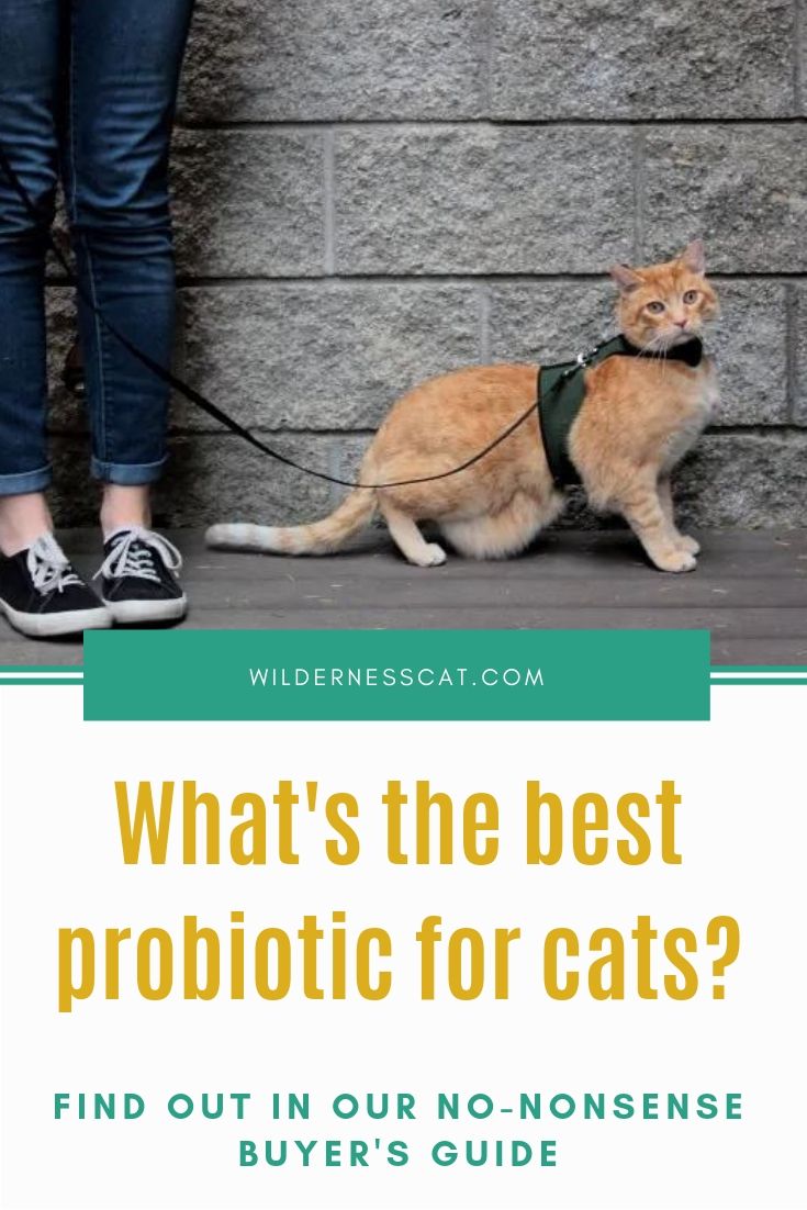 Best probiotics for cats pinnable image 2
