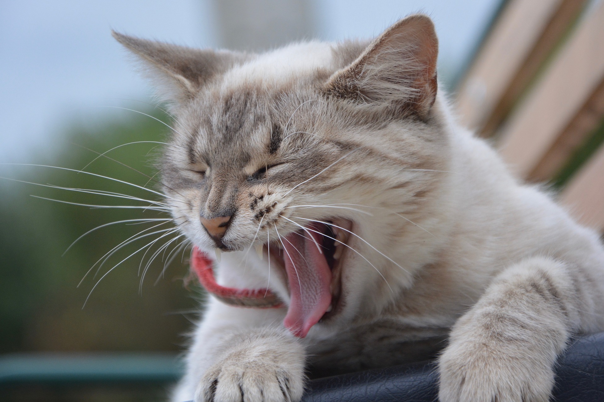 Воняет у кошки изо рта что делать