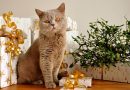 Christmas Gifts for Cats: 12 Gifts for Cats and Cat-Lovers in 2020