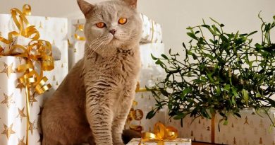 Best Christmas Gifts for Cats British Shorthair
