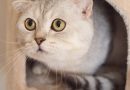 5 Brain Games You Can Play with Your Cat