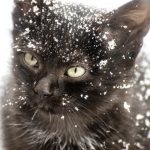 How to Keep Cats Warm Outside: 4 Steps to Keep Outdoor Cats Warm This Winter