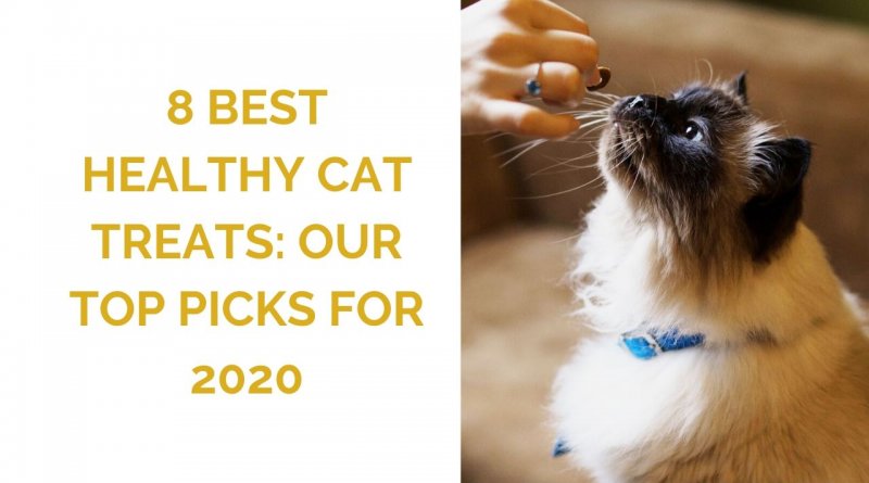 8 Best Healthy Cat Treats
