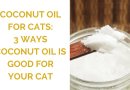 Coconut Oil for Cats: 3 Ways Coconut Oil is Good for Your Cat