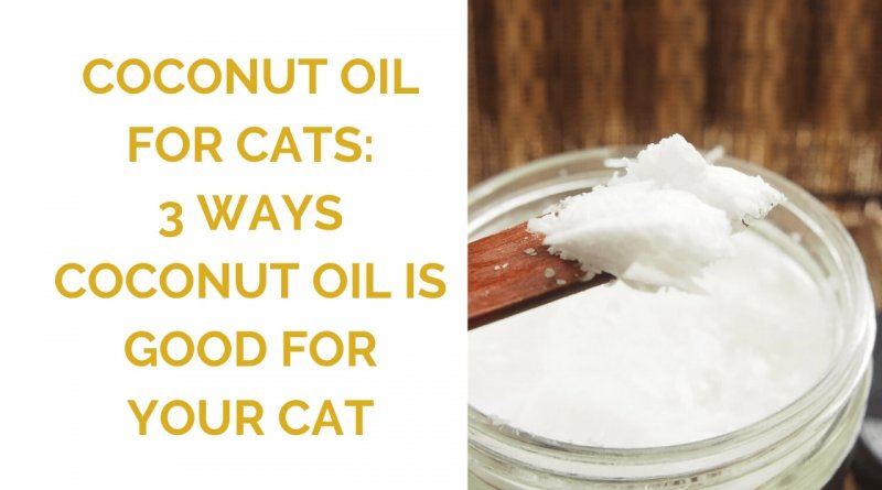 is coconut oil as good for cats