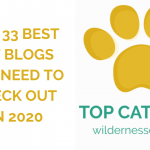 33 Best Cat Blogs You Need to Check Out in 2020