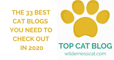 Best cat blogs cover photo