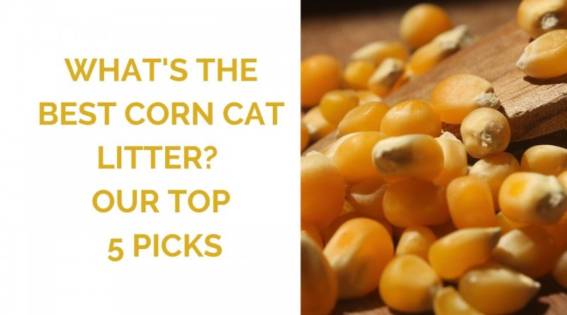 the best corn cat litter