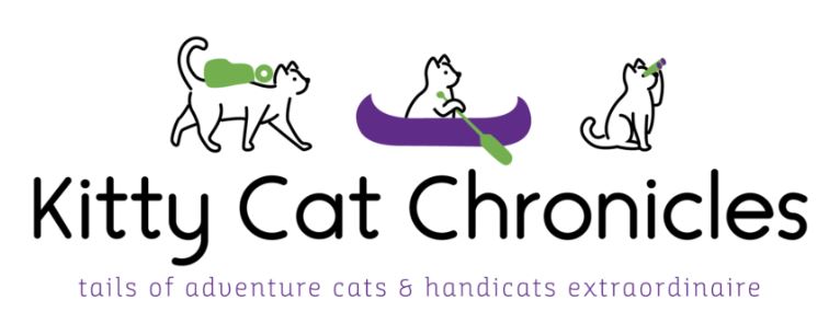 Kitty Cat Chronicles
