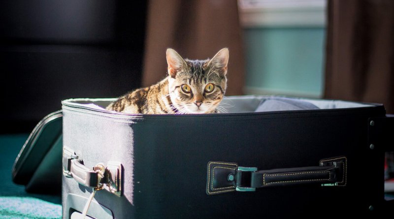 Traveling with cats without stress
