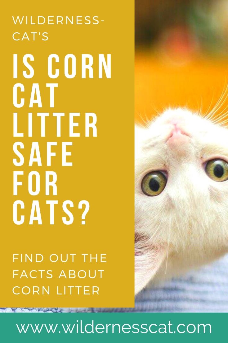 is corn litter safe for cats pin