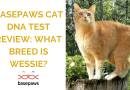 Basepaws Cat DNA Test Review: What Breed is Wessie?
