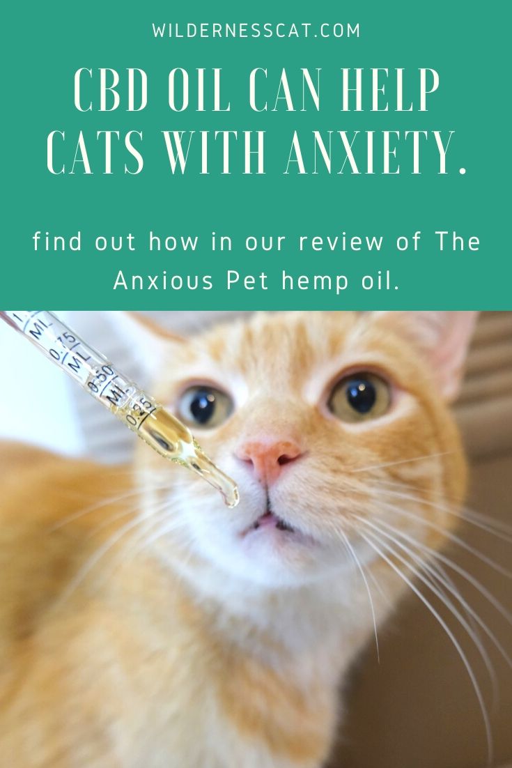 the anxious pet hemp oil for cats pin 2