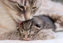 Is Your Cat Pregnant? What to Expect When Your Cat Is Expecting