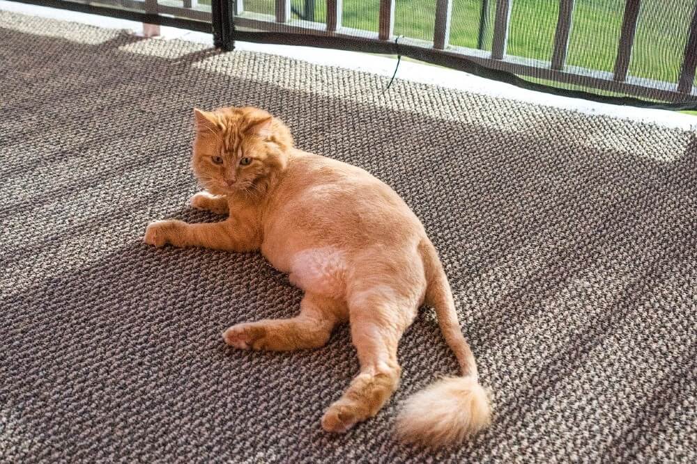 cat with lion cut for summer