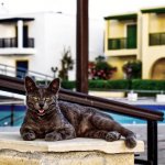 11 Tips to Keep Your Cat Cool in the Summer