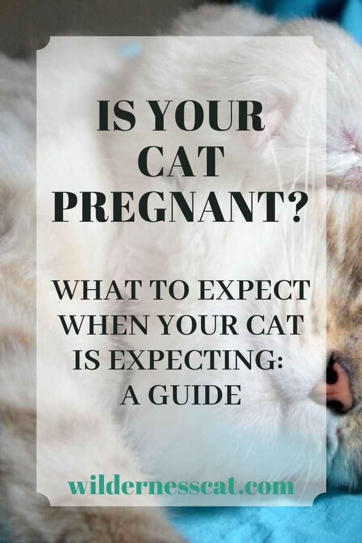 Is your cat pregnant pin 1