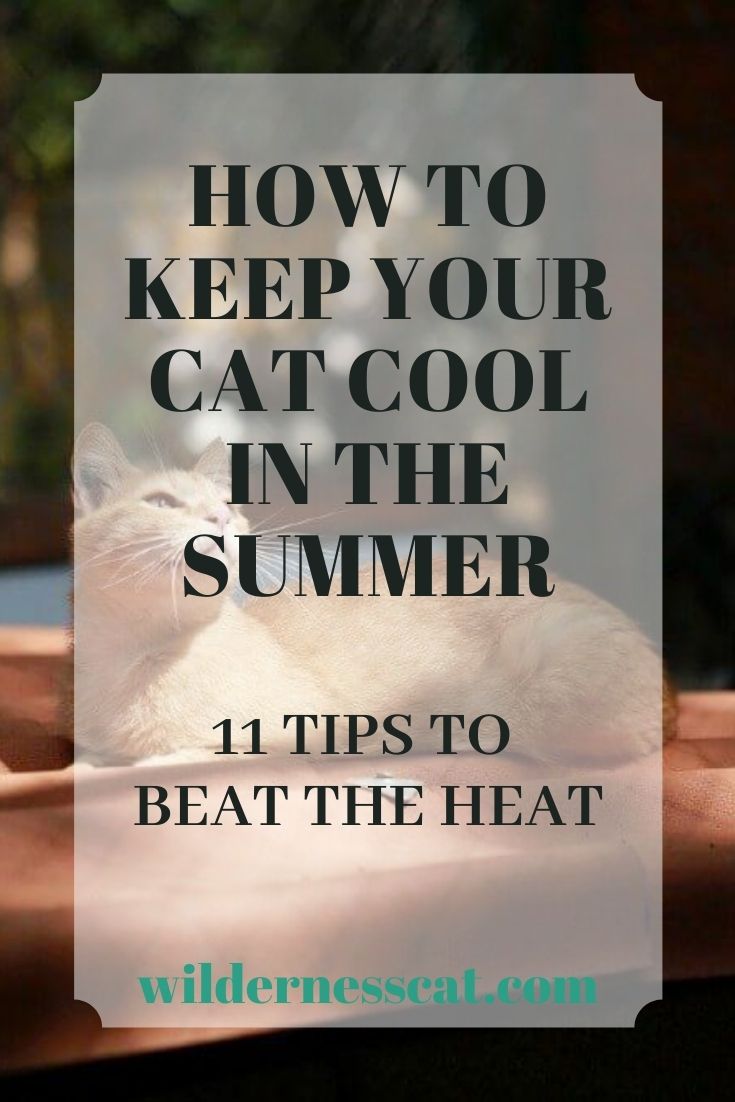 how to keep cat cool in the summer pin 1