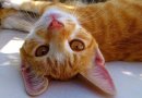 How to Clean Your Cat’s Ears at Home
