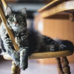 5 Essential Tips for Adopting Your First Cat: What New Cat Owners Need to Know