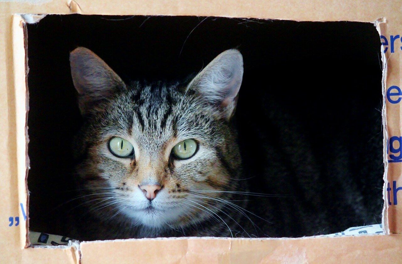 cat hiding in moving box